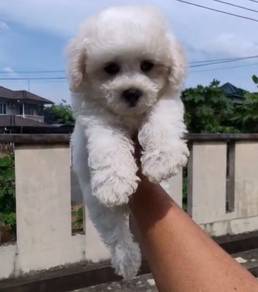 Bichon