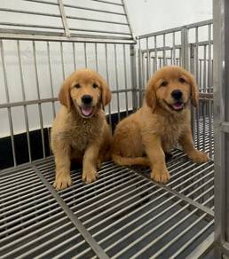 Big bone Golden Retriever puppies