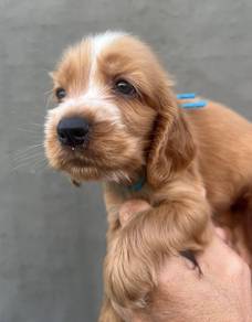 ENGLISH COCKER SPANIEL PUPPIES M177🌻Male & Female