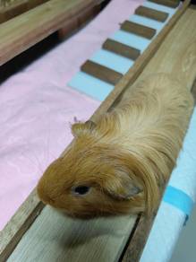 Guinea Pig (Long Hair)