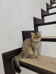 British short hair BSH