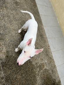 Mini Bull Terrier For Sale With MKA Certificate