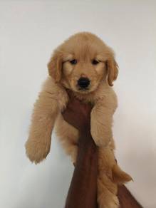 Golden Rettiver u
