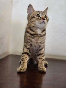 British shorthair female 