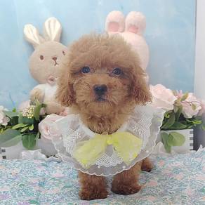 Poodle