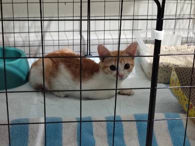 Kucing utk dijual (urgent)