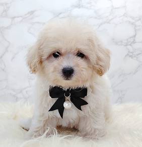 Maltipoo