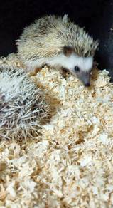 hedgehog baby's 🦔🦔🦔🦔