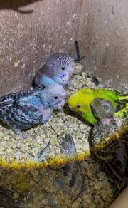 babybird