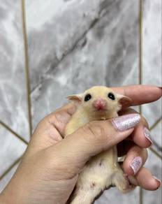 Lue Sugar Glider （Female）