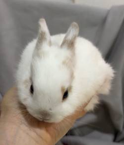 Netherland Dwarf Rabbit
