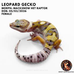 Leopard Gecko Malaysia JB Macksnow het Raptor 豹纹守宫