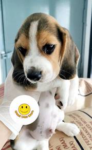 BB4000 Beagle tri color haired puppies