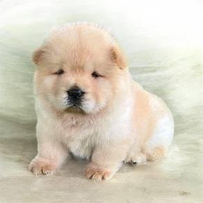 Chow chow male n female