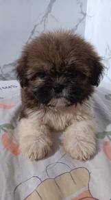 Shih Tzu Puppy (Male)