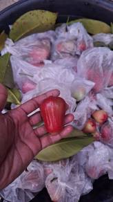 Jambu madu tanam sendiri 0% racun