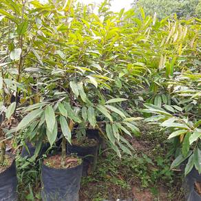 Benih Durian Musang King Tulin Harga Runtuh