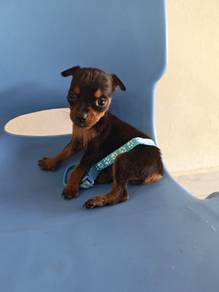 Pure! Female Mini Pinscher Puppy 0105A