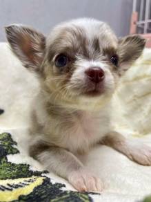Pure Breed Red Merle Chihuahua (F) 长毛 陨石色吉娃娃 女生
