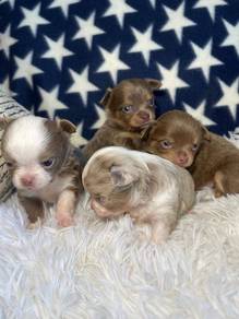 Chihuahua 