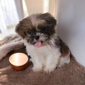 Shih tzu 