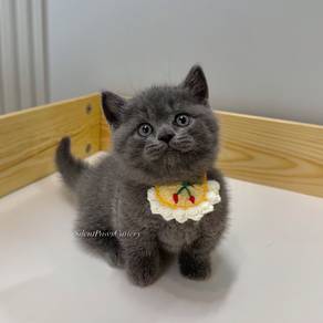 Munchkin