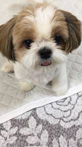 Pure Shihpoo / Fluffy / Teddy Face / Companion Dog