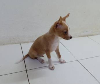 2.5 months old male miniature pinscher mix 