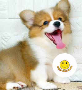 CG6000 Long haired adorable corgi puppy dog