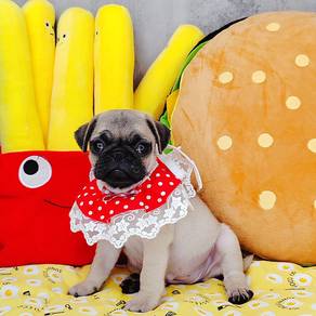 Pug