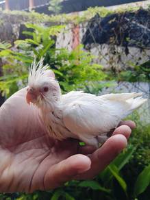 anak suap cockatiel albino 