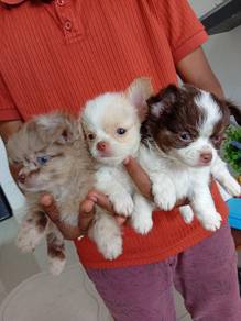 Chihuahua 