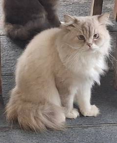 PERSIAN mixed BSH 