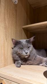 Mating Mainecoon