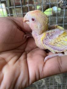 Lovebirds