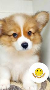 CG1000 Welsh Corgi orange white haired long hair