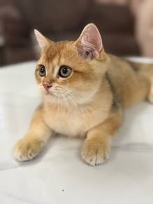 Golden Male British Shorthair