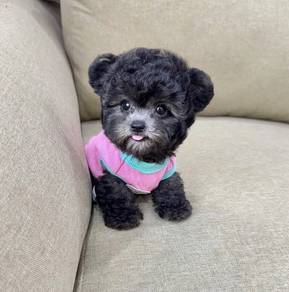 POODLE PUPPIES I133🌻 Tiny-Tea cup Import