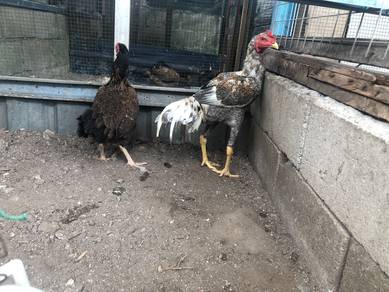 ayam pama rintik sepasang