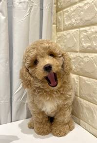 G35 Adoarable Poodle Dog
