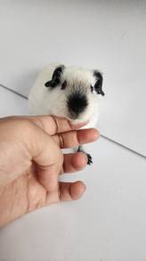 Guinea Pig