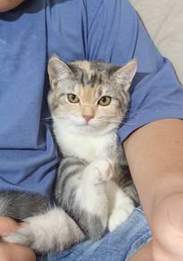bsh dilute calico (female)