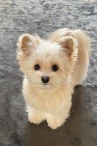 F7680 Warm-hearted Silkese Long Hair Small Puppy D