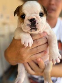 ENGLISH BULLDOG PUPPIES AA33 🐻Male -Female
