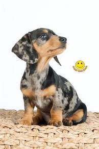 Bz99238 short haired blue merle Dachshund puppy
