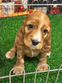 cocker spaniel j