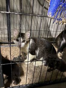 kucing free