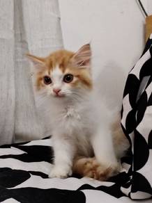 Kitten
