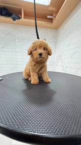 Toy Poodle High Male puppy High Quality