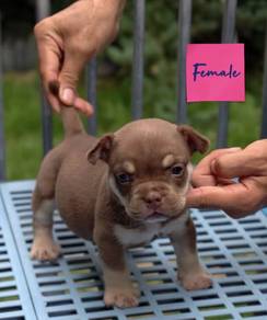AMERICAN BULLY PUPPIES D85 🐻 Available Exotic